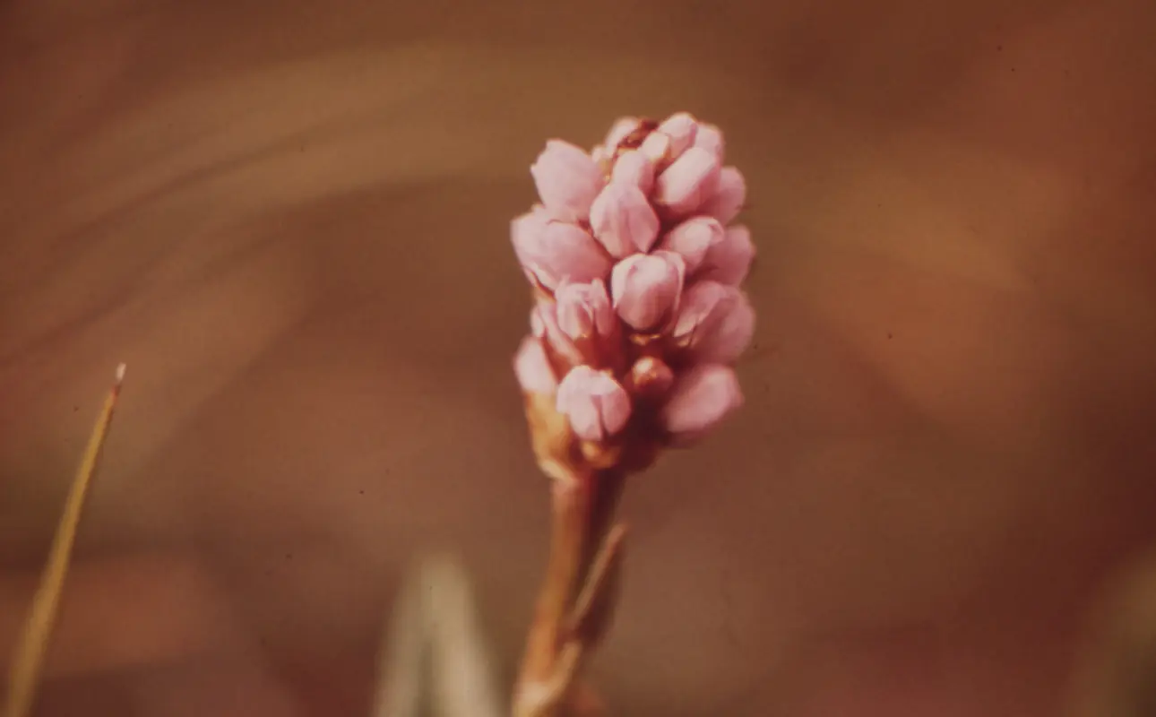 The delicate charm of bloodwort blooms